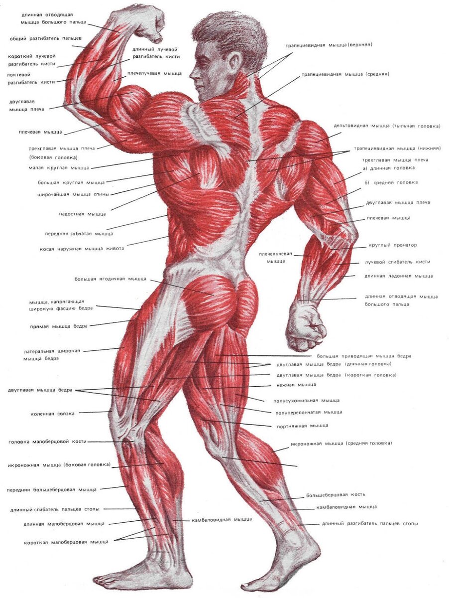Анатомия человека мышцы в картинках с описаниями