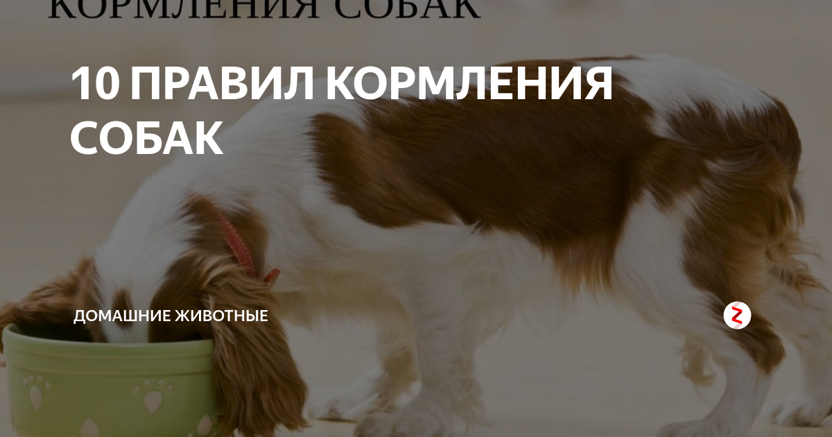 10 ПРАВИЛ КОРМЛЕНИЯ СОБАК | Домашние животные | Дзен