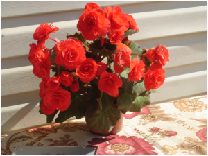 Чтобы растение радовало своими прекрасными цветками, нужно знать, как сажать бегонию клубневую и как за ней ухаживать. Существует несколько вариантов размножения этого растения: