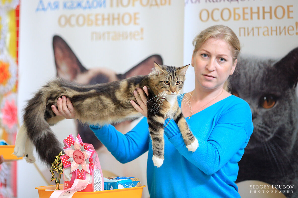 Котенок мейн кун Boss From Ural Pride со своей хозяйкой