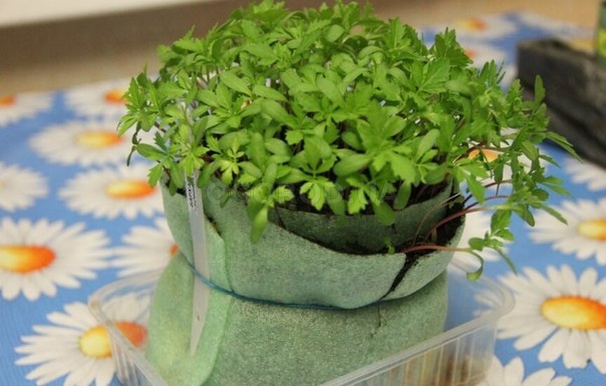 улитка для рассады. лук порей в улитке рассада. улитка р. сеем в улитку. посев семян в улитку.