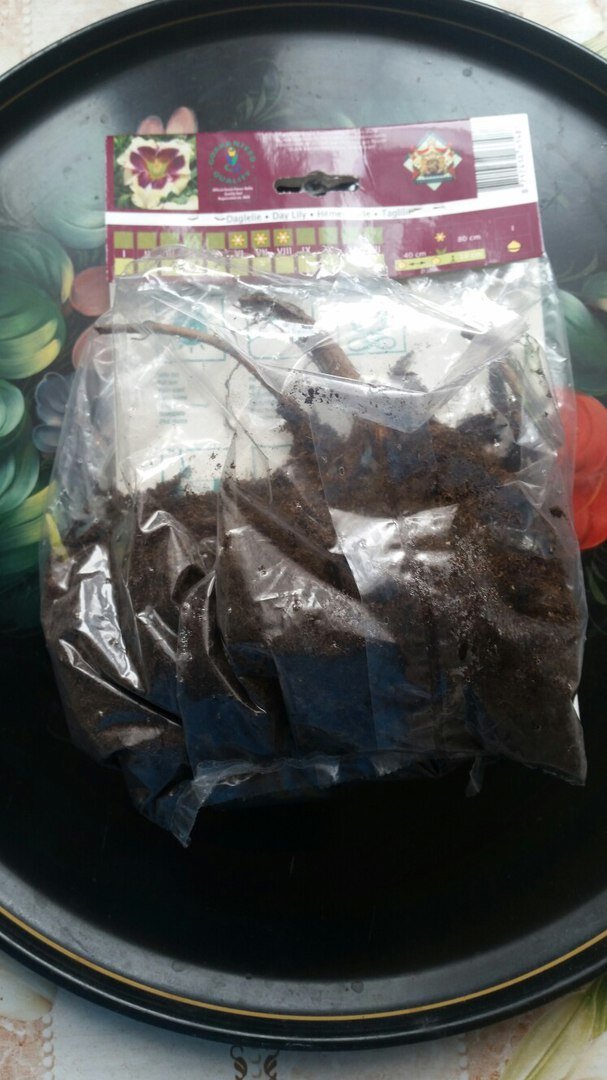 Упаковка с лилейником.