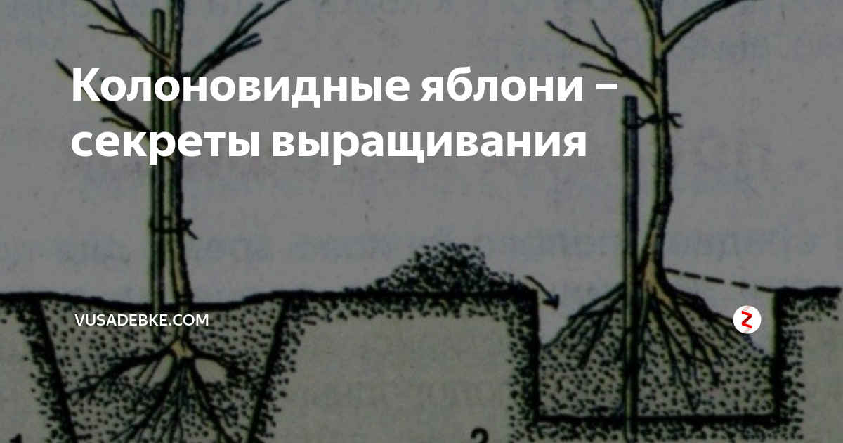 Как сажать колоновидную яблоню. Яблоня колоновидная посадка весной. Схема посадки колоновидных яблонь весной. Схема посадки колоновидной яблони. Колоновидные яблони схема посадки.