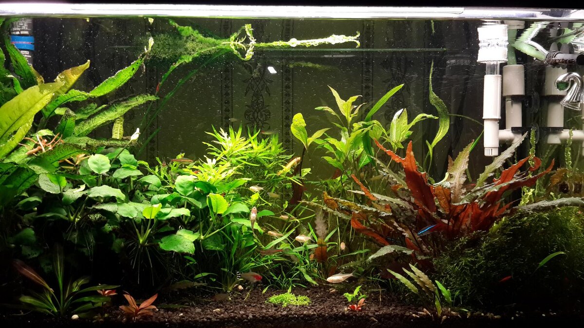 Почему в аквариуме не растут. Эхинодорус уругвайский Echinodorus uruguayensis. Медленно растущие аквариумные растения. Рост растений в аквариуме. Для роста аквариумных растений.