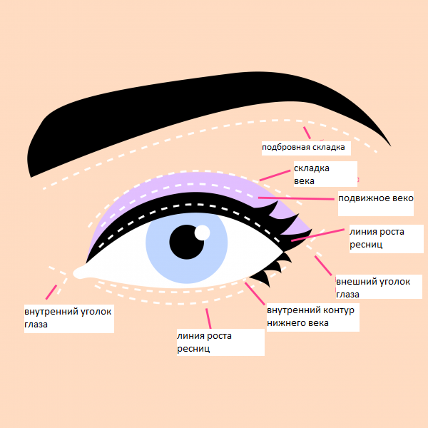 Где внешний. Строение глаза нижнее веко внешний угол. Строение глаза подвижное веко. Строение глаза для макияжа. Растушевка теней схемы.
