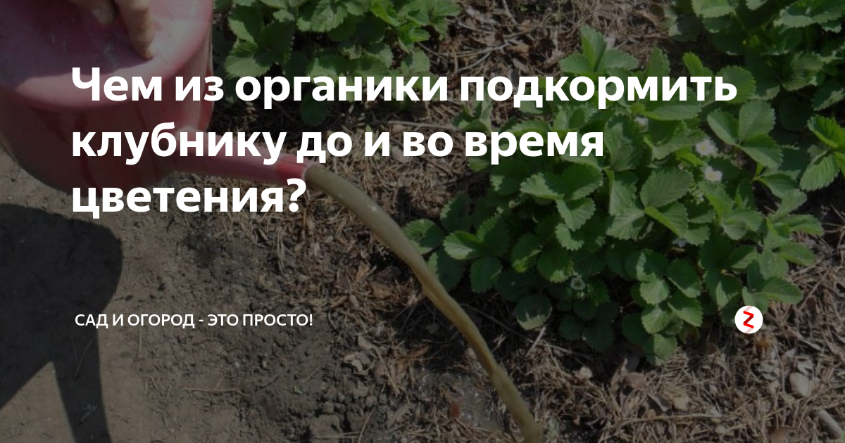 Чем подкормить в мае. Чем подкормить клубнику во время цветения для хорошего урожая. Каким удобрением подкормить клубнику перед цветением. Обрезкаедивики во время цветения. Можно ли лещину подкармливать органикой?