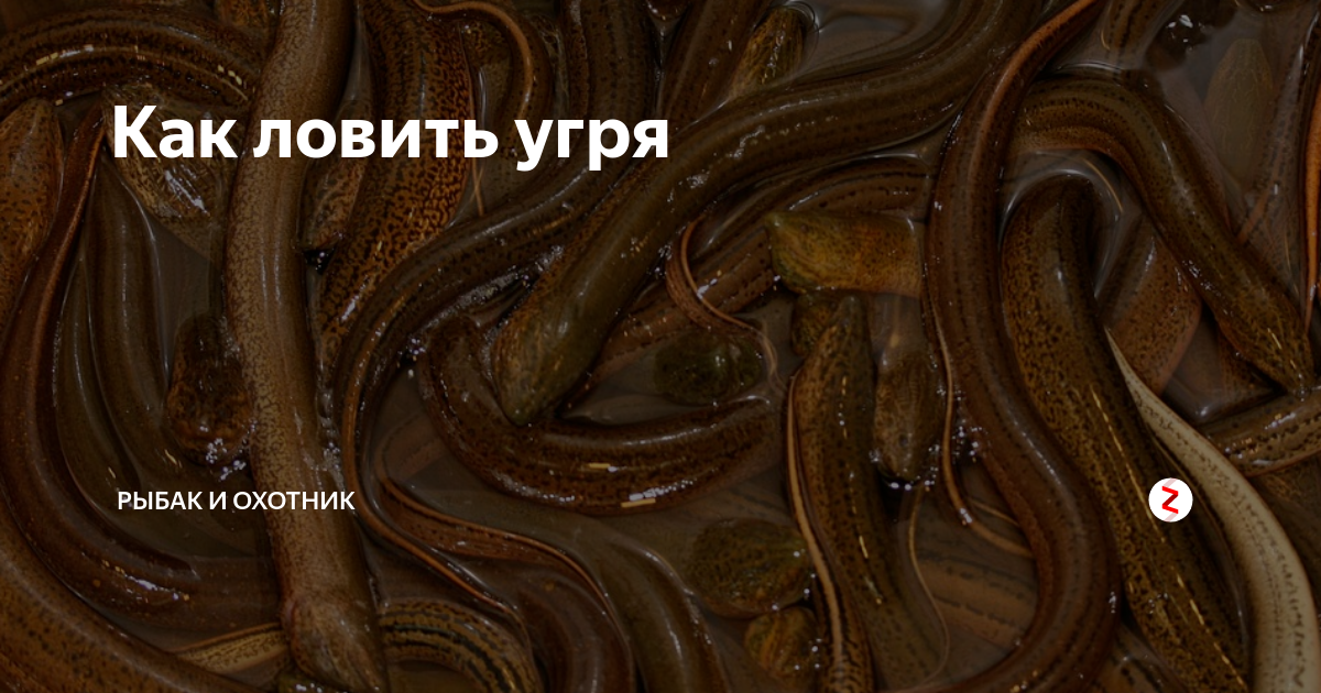 Где ловят угря. Ловля угря на трубу. Ловля угря на шнур. Угорь пойманный в Ленобласти. Речной угорь Ульяновск