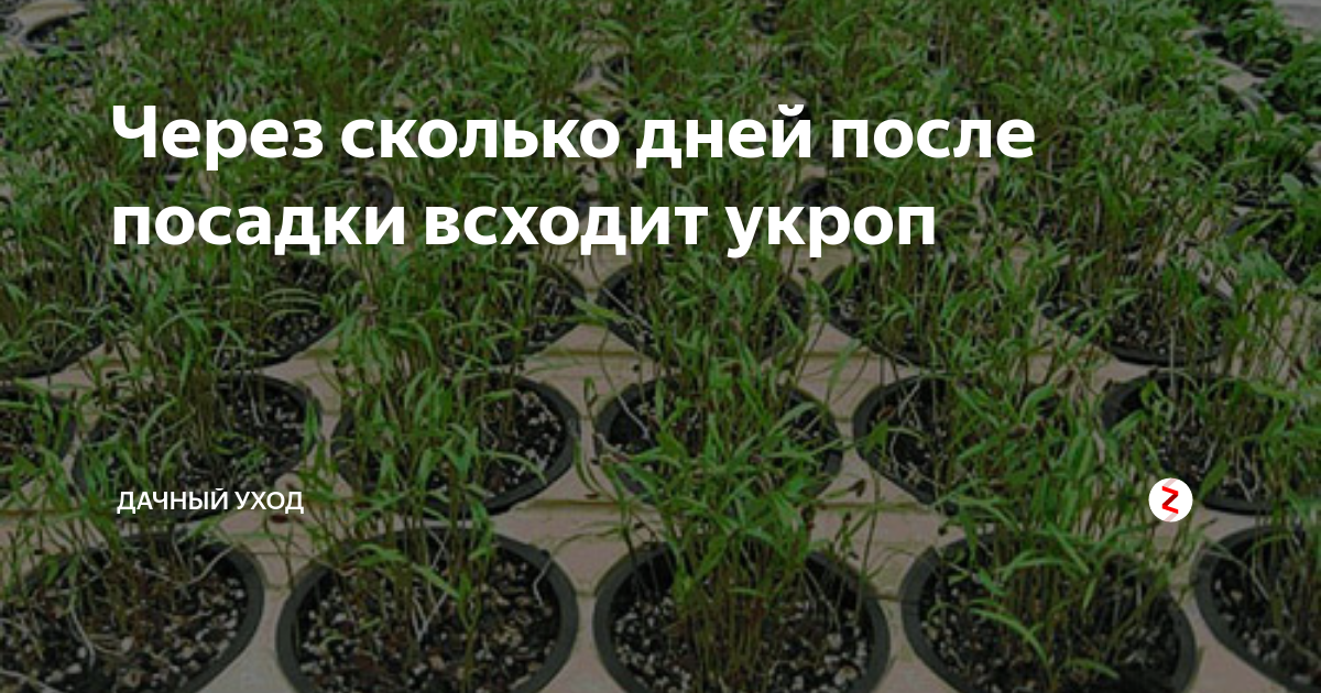 Сколько всходит укроп дней. Всходы через сколько дней и укроп. Через сколько всходят семена укропа после посадки. Ростки укропа через 30 дней. Ростки укропа через 50 дней.