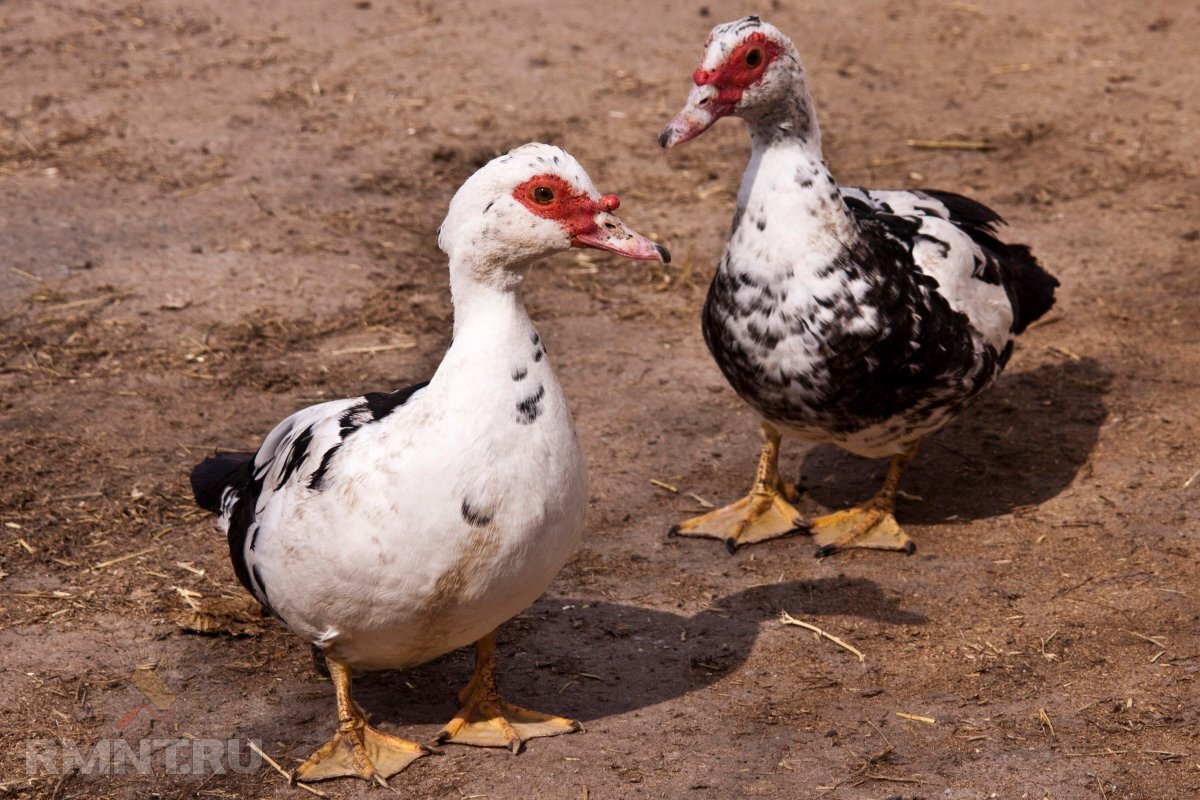 Выращивание мускусных уток (Cairina moschata)