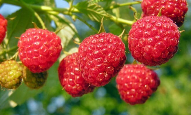 Ягода малина 