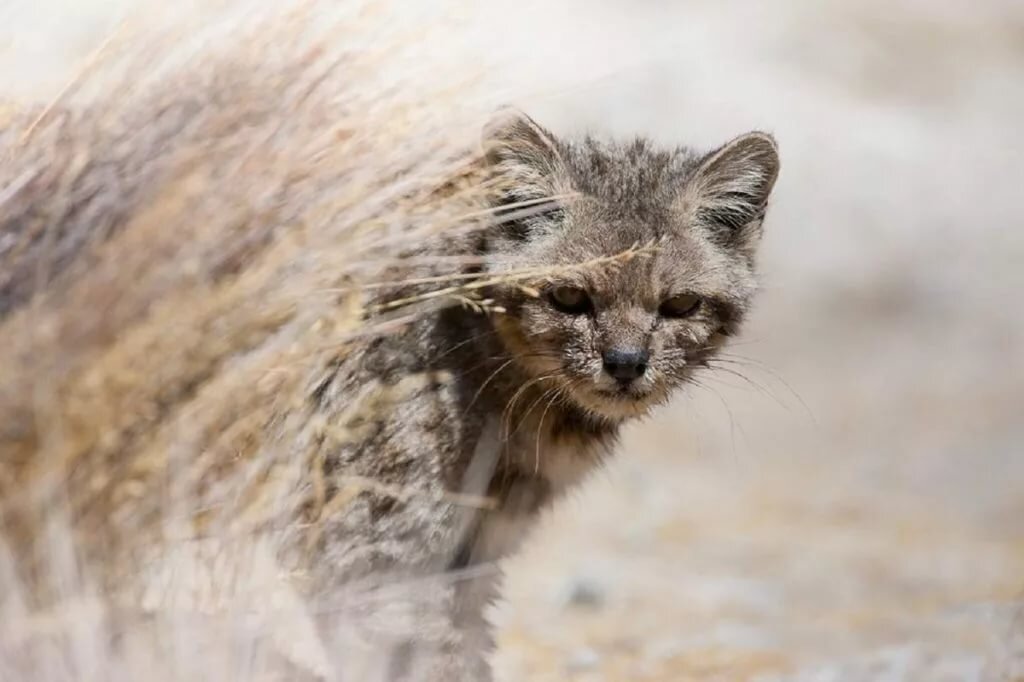 Андская кошка