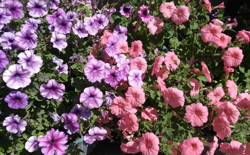    Петунии – роскошные однолетние цветы, которыми можно украсить цветники, вазоны и балконные ящики. Разнообразие сортов петунии поражает воображение, каждый год выходят новинки.