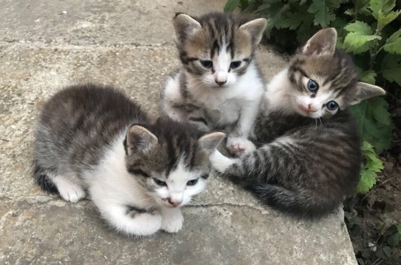 Фото: https://vk.com/dog_maikop