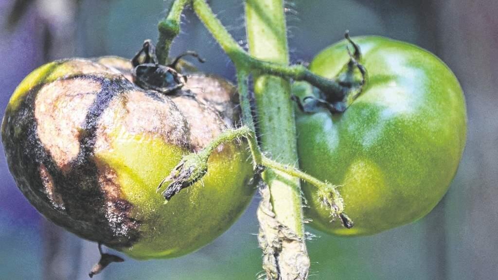  Фитофтора на томатах – распространённое и опасное заболевание, представляет собой грибковую болезнь.-2