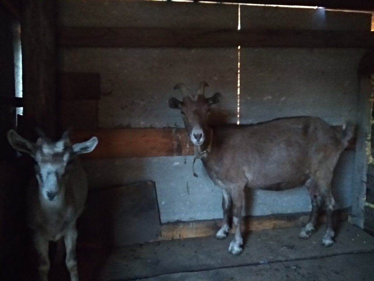                                 Познакомитесь , с нашими питомцами 