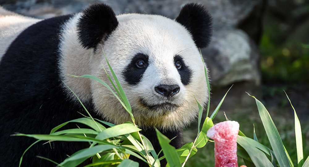 Панда-арт: картины пушистой художницы продаются за полтысячи евро ...