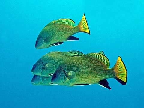 Сциены - прототипы Сирен. Куда то плывут и возможно поют что то