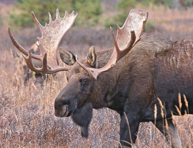 Поделки из рога лося своими руками - 86 фото