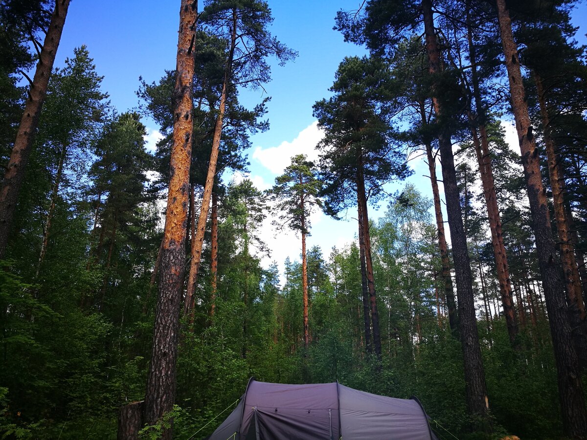 Палатка в сосновом бору
