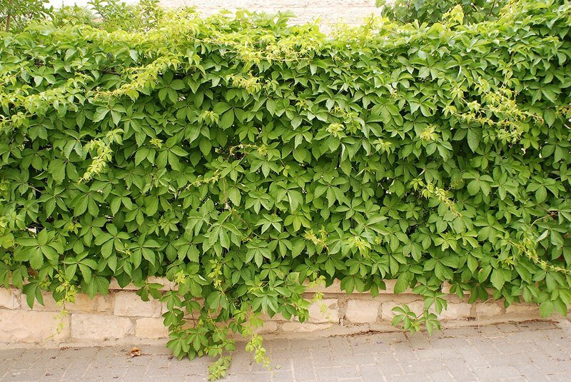 Дикий виноград