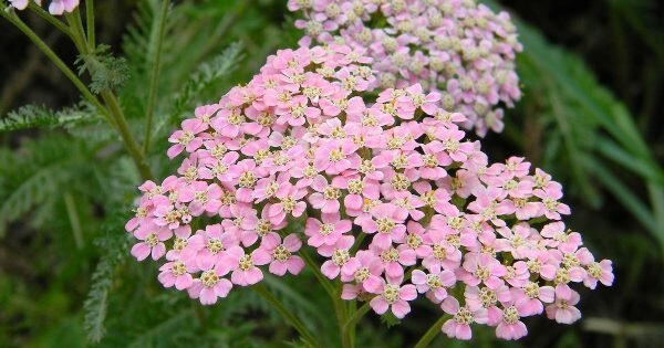 фото: pixabay.com