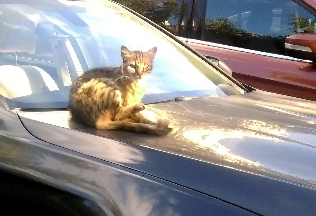 Если сразу после того, как ты припарковался, на капот машины забираются местные коты, чтобы погреться, значит сезон прогрева двигателя перед поездкой уже наступил.