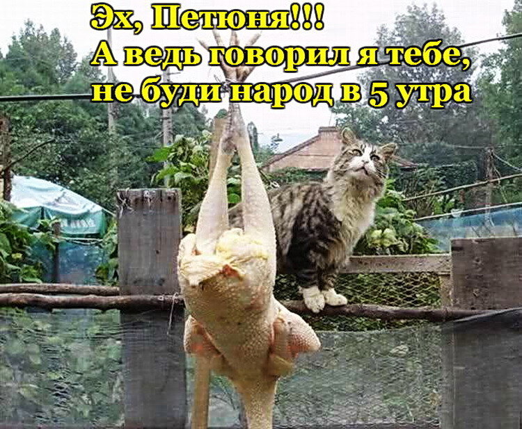 Включи смешную пресмешную. Смешные картинки с надписями. Смешные до слез. Прикольные картинки до слез. Самые смешные до слез.