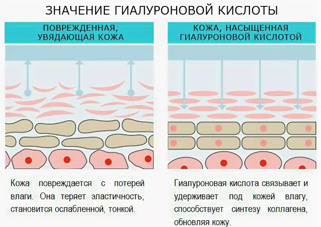 Роль гиалуроновой кислоты