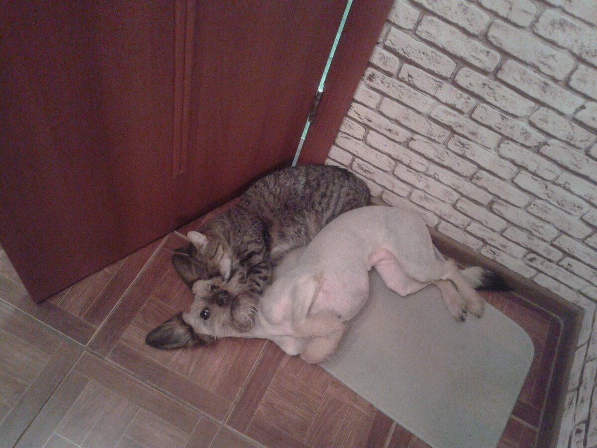 на самом деле Ёжик пушистая, но так нас подстригли, поэтому розовая кожа бросается в глаза