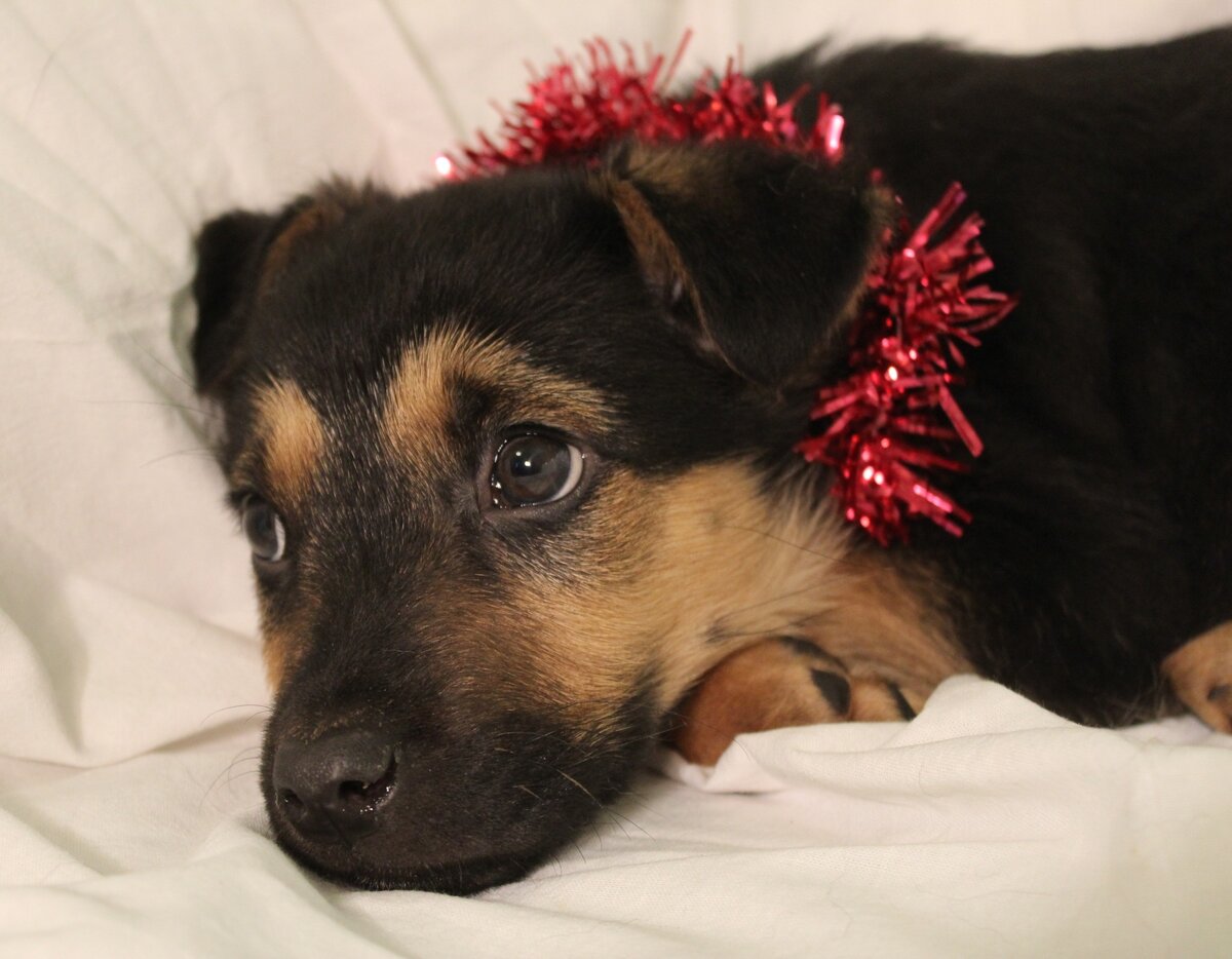 Балу из приюта Полянка в поиске дома
