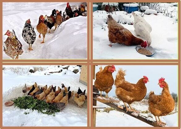 Подготовка сарая на зиму