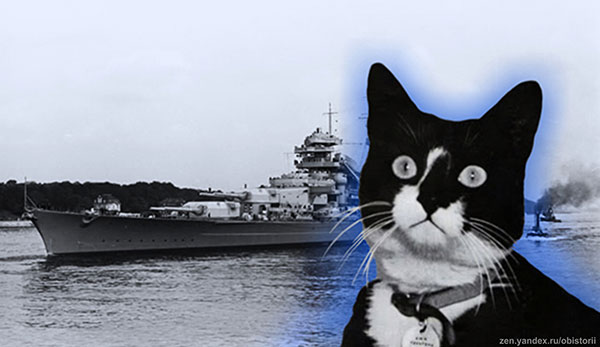 Корабельный кот. Непотопляемый Сэм кот. Непотопляемый Сэм Корабельный кот. Кошка на корабле. Британские кошки на кораблях.