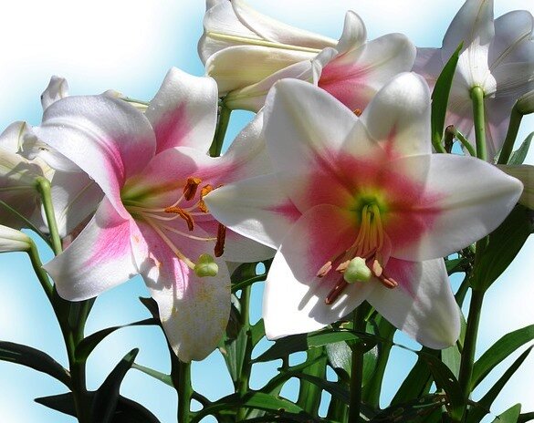 Сейчас очень большой выбор посадочного материала, в том числе и луковиц лилий. Наряду с правдивыми описаниями сортов можно встретить и редкие диковинки-плод фантазии нечестных продавцов. Несколько советов по выбору посадочного материала помогут Вам легче сориентироваться при покупке.