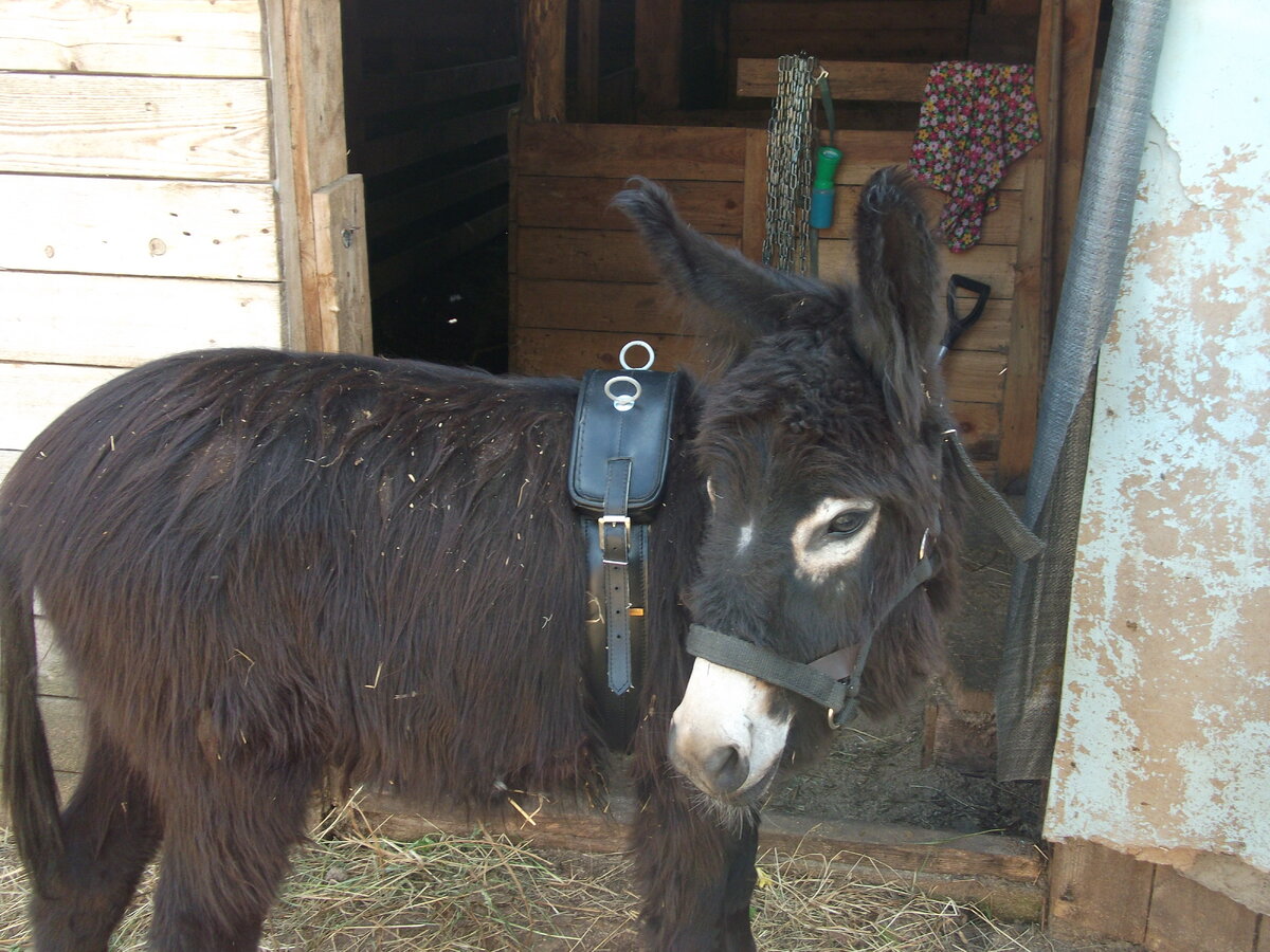 Приучаем носить упряжь. Лето 2018, ослику 2,5 года.