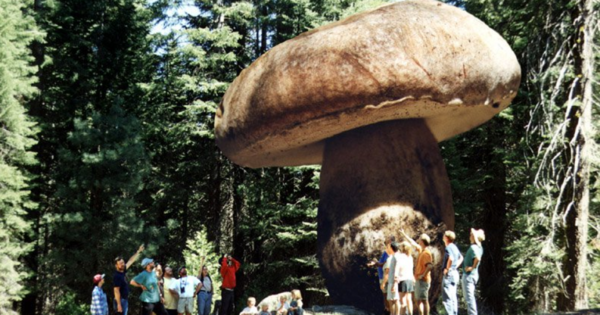 http://kidskunst.info/linked/largest-living-thing-mushroom-in-oregon-earth-science-6c617267657374.htm