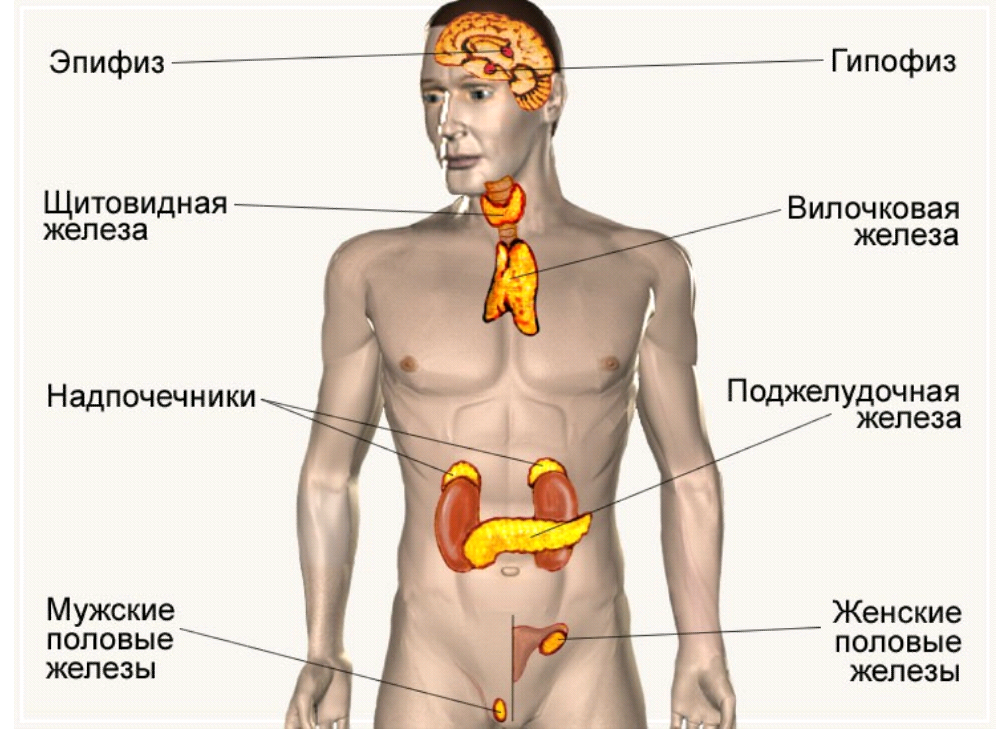 Эпифиз гипофиз надпочечники. Эндокринная система внешней секреции. Железы внутренней секреции: гипофиз, надпочечники, щитовидная железа.. Железы эндокринной системы человека. Железы гормональной системы.