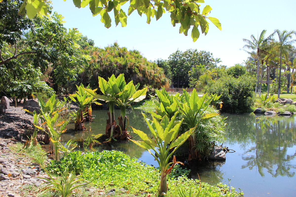 Пальметум. Фото автора.