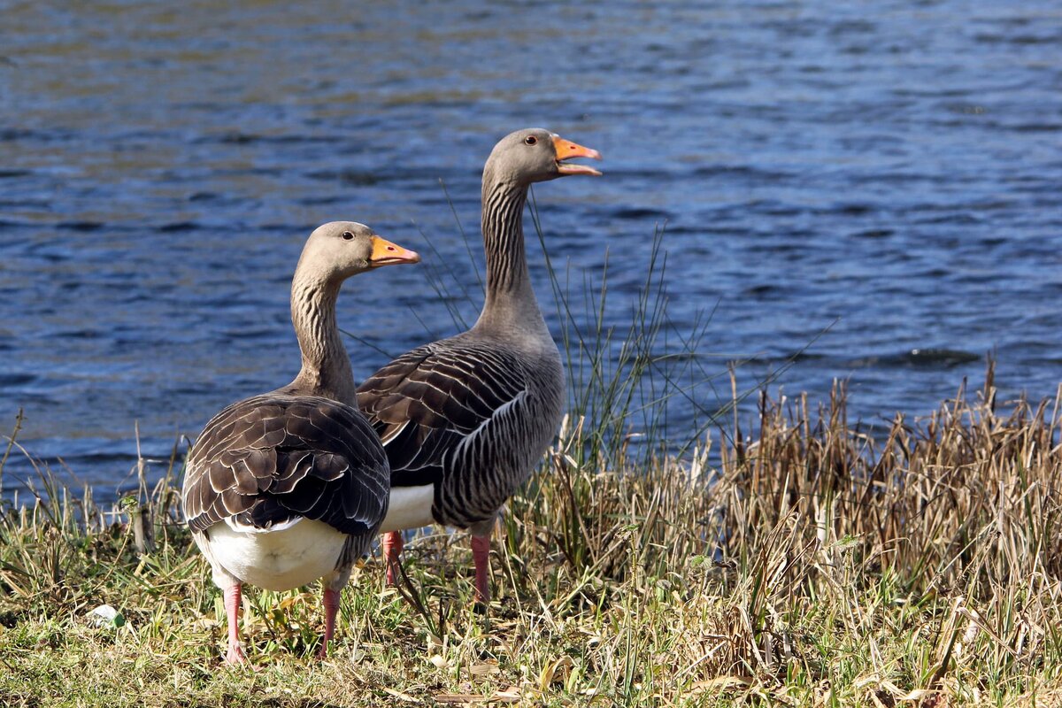Смотри, Марусь. Ваську охотники подстрелили. Заберем его участок?