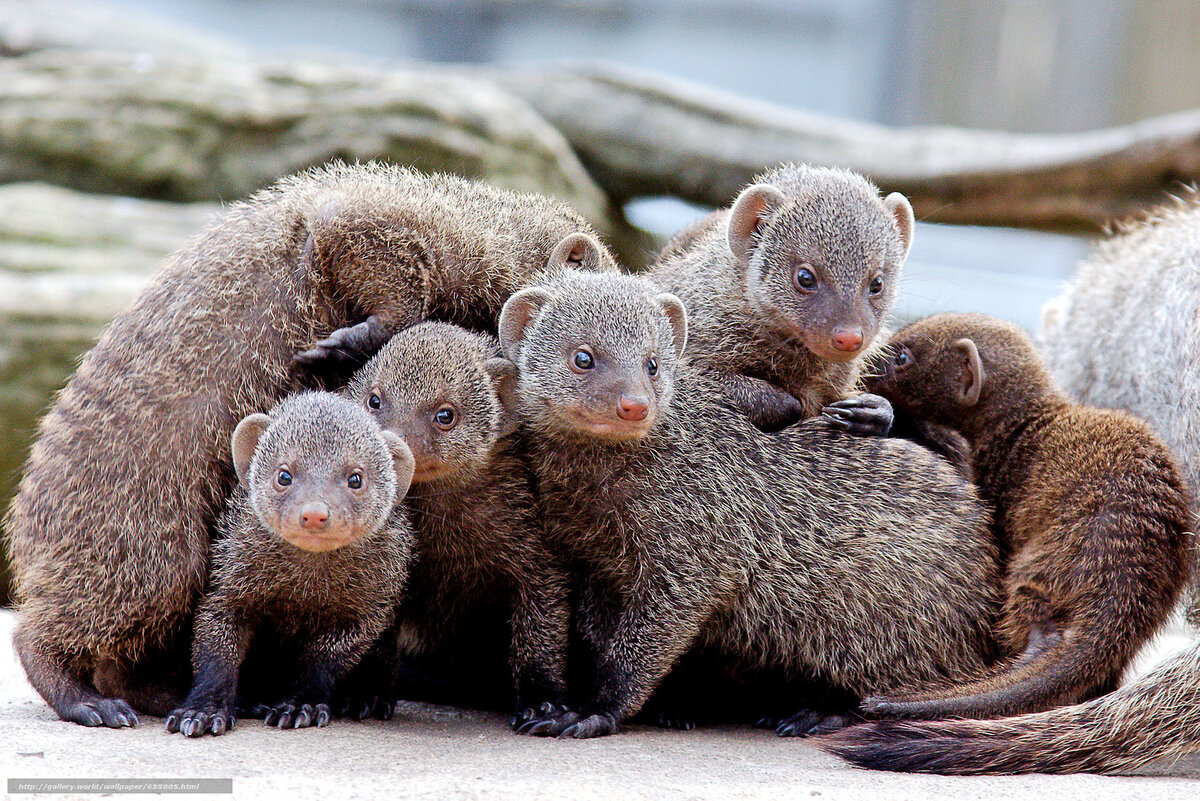 фото с яндекса