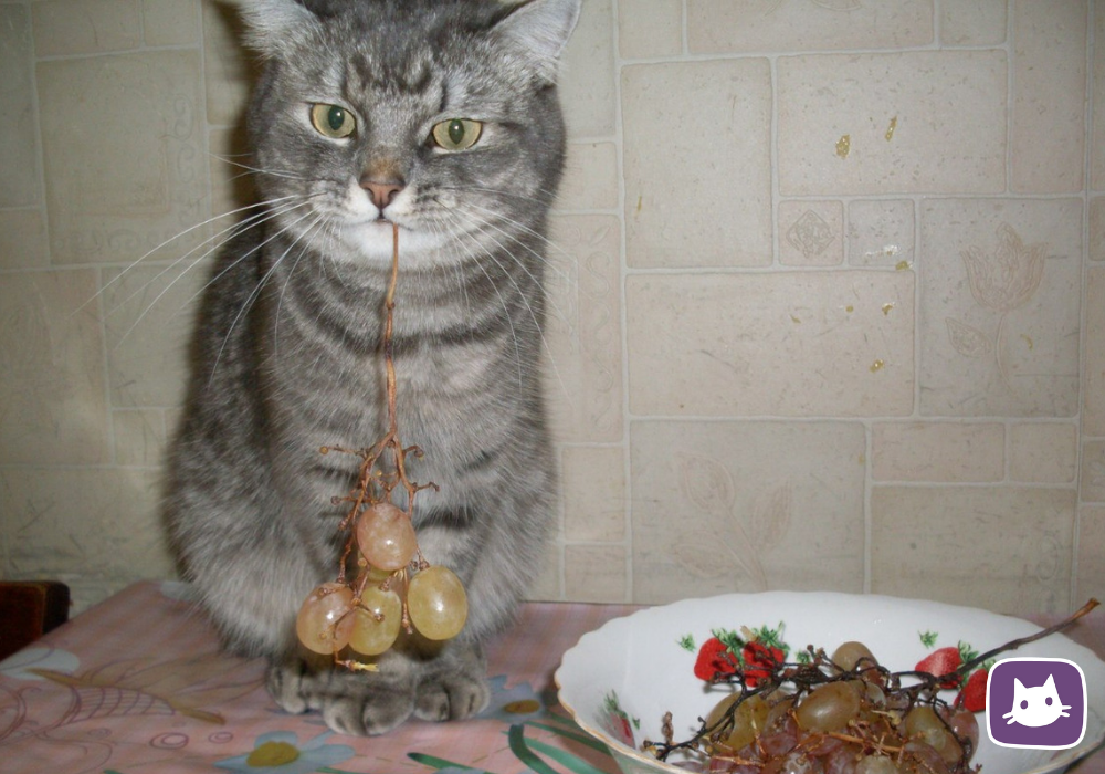 🐱Нужно ли включать в рацион кошки овощи и фрукты | Нос, хвост, лапы | Дзен