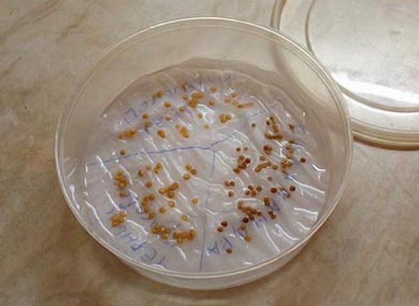 Фото: https://stopdacha.ru/wp-content/uploads/2018/01/Zamachivanie-semjan-v-vodke-pered-posevom-pomidor5-3.jpg