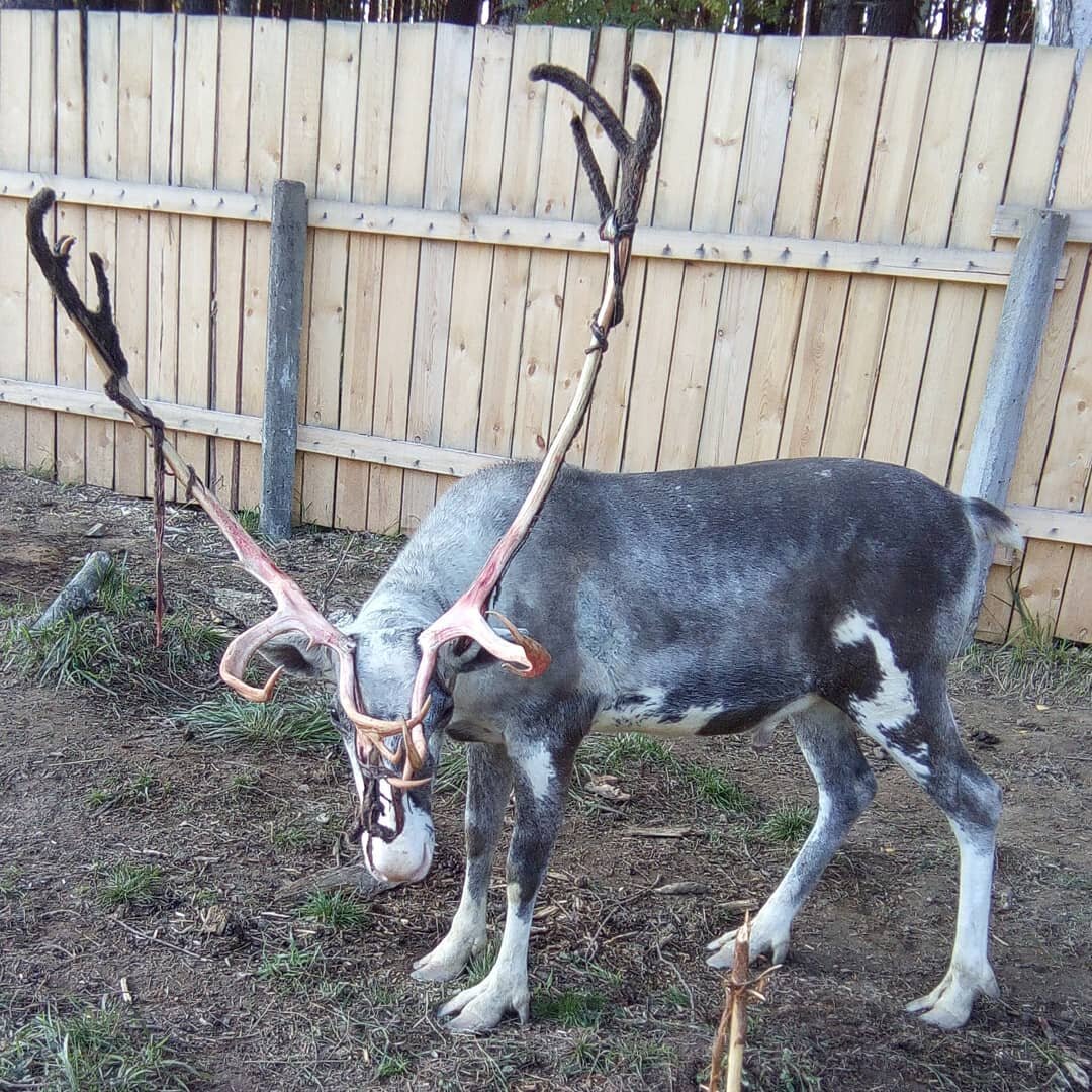 хор (самец-производитель) Черныш начал очищать рога перед гоном. питомник ездовых оленей "Северное сияние". 