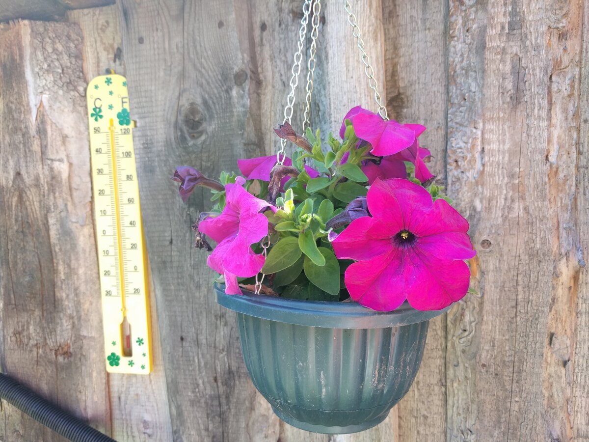 петуния после прищипывания рассады. Фото итз личного архива