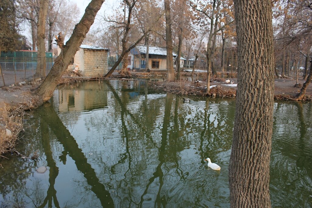 Душанбинский зоопарк
Фото: Asia-Plus