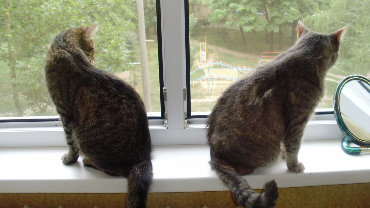 Мурка и Майя. Почему-то, нет фото с голубями