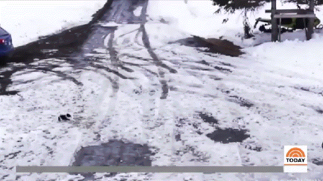 Материнский инстинкт