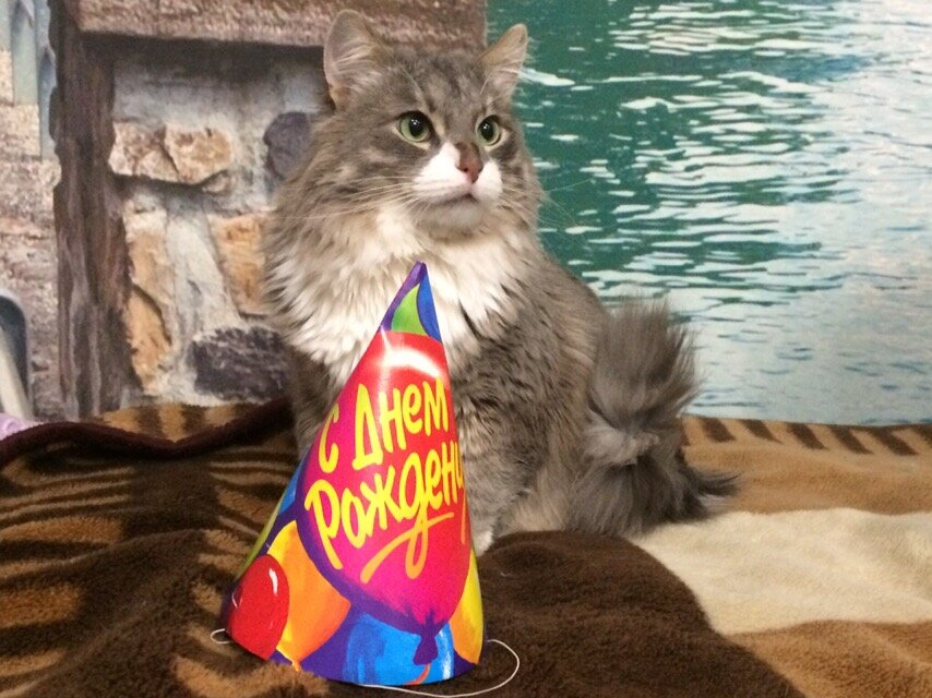 Гасконец, особенный котик, носитель ВЛК (лейкоз) отмечает свой  День рождения дома.