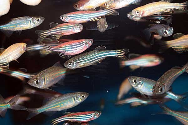 Источник фото: news.miami.edu