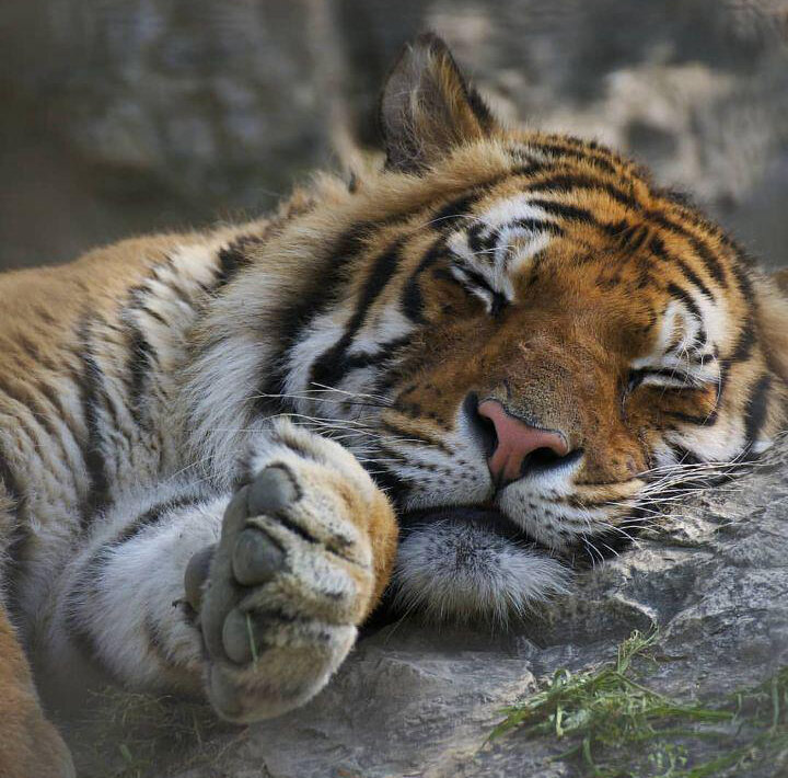 Instagram: tigerloversclub