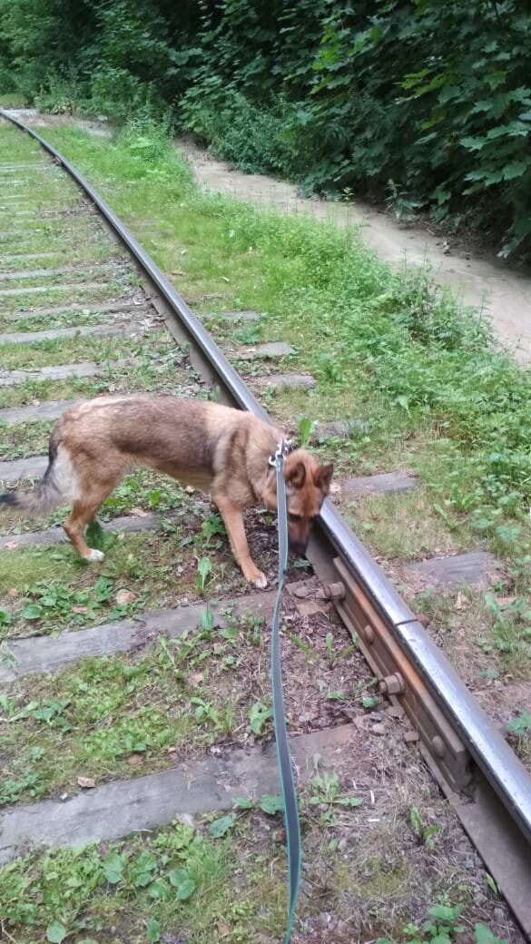 Явно у этой красавицы есть в родословной овчарки. Собака с приюта.